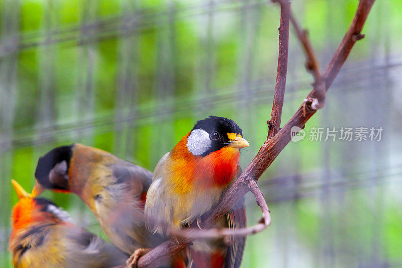 银耳mesia(阿根廷leiothrx argentauris)。鸟